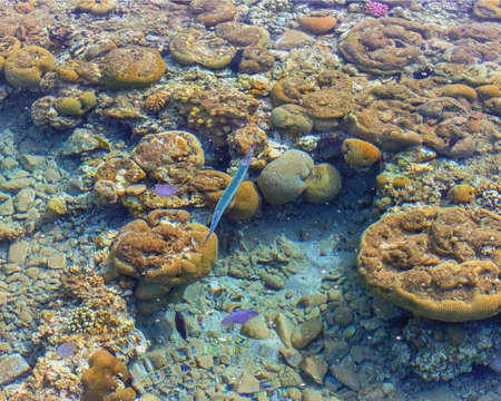 Fish Needle in the sea. The wonderful world of the Red Sea. Sea Sceneryの写真素材