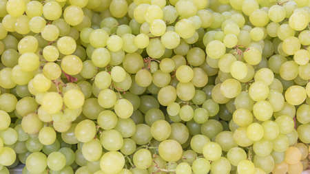 Fresh green large grapes. Vegetarian organic food. Fresh vegetables and fruits. Backgroundの写真素材