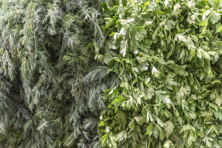 Fresh herbs dill and parsley. Vegetarian organic food. Fresh vegetables and fruits. Backgroundの写真素材