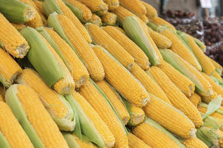 Sweet corn on the counter. Vegetarian organic food. Fresh vegetables and fruits. Backgroundの写真素材
