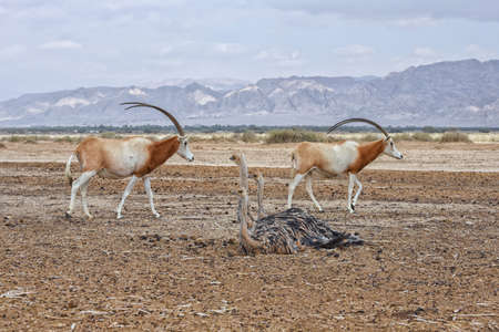 Ostriches and Scimitar oryxes in the desert. Animals wildlife. Travel in nature reserves. Watching of animals in Israelの写真素材