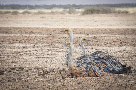 Three Ostriches in the desert. Travel in nature reserves. Watching of birds in Israelの写真素材
