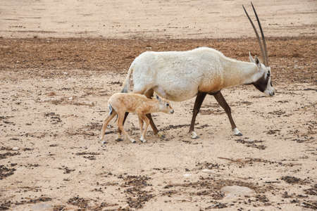 Scimitar oryx, the scimitar-horned oryx, the Sahara oryx is grazing in the desert. Animals wildlife. Travel in nature reserves. Watching of animalsの写真素材