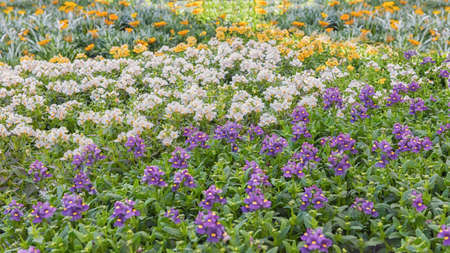 Nemesia, a genus of annuals, perennials, and sub-shrubs. Popular cultivated ornamental plant. Flowers for parks, gardens, rooms. Flower fieldの写真素材