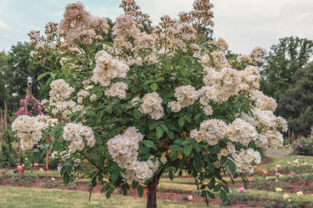 Rose Guirlande d'Amour. Rosarium Sangerhausen in Germany. Selected sorts of exquisite roses for...