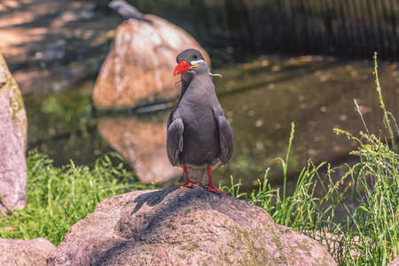 Inca Tern with dark gray body, white mustache on both sides of its head, and red-orange beak and feet is on the stone. Close upの写真素材