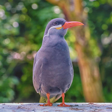 Inca Tern with dark gray body, white mustache on both sides of its head, and red-orange beak and feet. Close upの写真素材