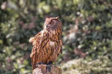 Eagle Owl, Bubo bubo, Wuhu against a colorful foliage background. Bird profile portrait. Bird watchingの写真素材