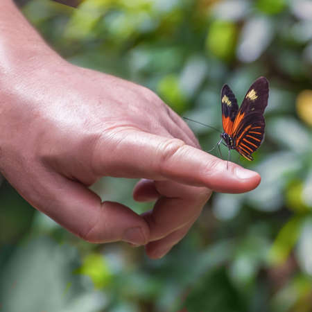Tithorea harmonia, the Harmonia tiger-wing or Harmonia tiger, a butterfly with bright orange bands on the black wings, is on the man's hand. Close upの写真素材