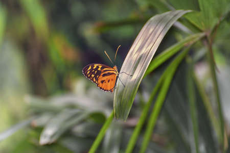 Tithorea harmonia, the Harmonia tiger-wing or Harmonia tiger, a butterfly with bright orange bands...