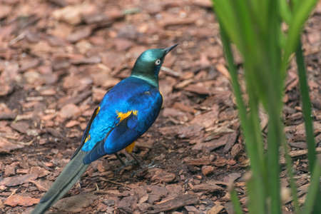 Bronze-tailed Starling. Birds watching. Portrait summer landscape