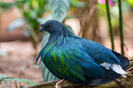 Nicobar pigeon, Caloenas nicobarica. Birds watching. Portrait summer landscapeの写真素材