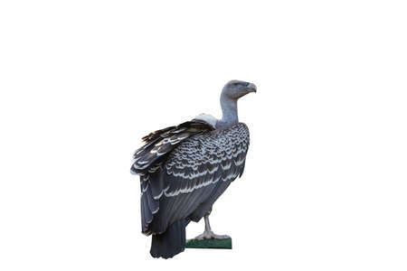 Griffon Vulture, Gyps fulvus, a large Old World vulture of prey. Isolated photo