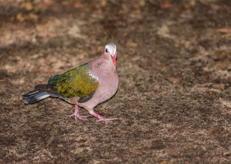 The common emerald dove, Chalcophaps indica, Asian emerald dove and gray-capped emerald dove. Birds watching. Portraitの写真素材
