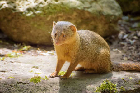 Dwarf Mongoose, Helogale parvula with a large pointed head, small ears, a long tail, short limbs and long claws. Watching of wild animalsの写真素材