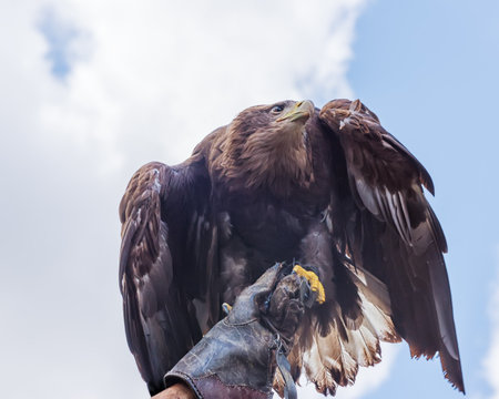 Golden eagle, Aquila chrysaetos, a bird of prey, is on the falconer handの写真素材
