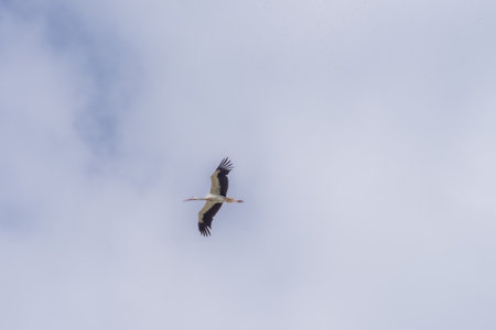 Flying stork in the blue sky. Birds in nature. summer landscapeの写真素材