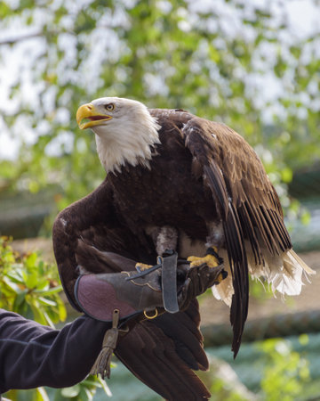 The bald eagle, Haliaeetus leucocephalus on the falconers hand. vertical photoの写真素材