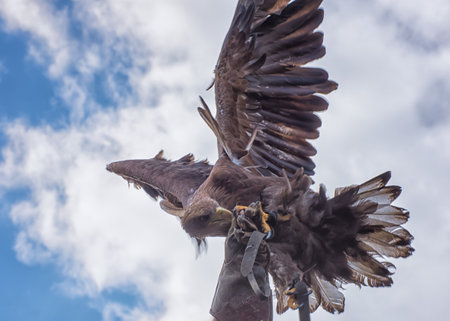 golden eagle. Birds in the nature against the blue sky. close upの写真素材