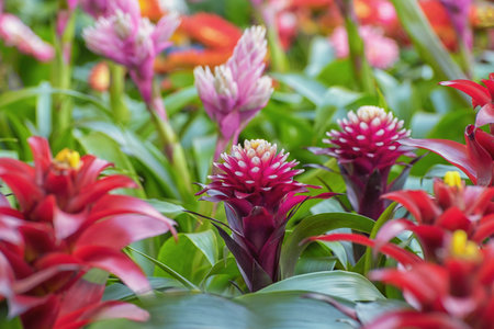 Guzmania, tufted airplant, temless, evergreen, epiphytic perennials Indoor flowers for decorの写真素材