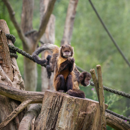 Yellow-Breasted Capuchin, Sapajus xanthosternos, the yellow-breasted capuchin with light brown face and black brown cap. Portraitの写真素材