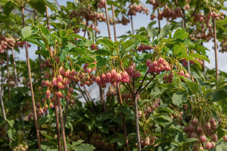 Urin-tsutsuji or redvein enkianthus, Enkianthus campanulatus, a narrow, upright, deciduous shrub...