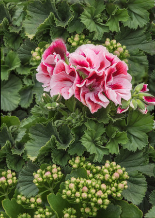 Pelargonium, geraniums, pelargoniums, or storksbills. Flowering ornamental plants for garden, park,...