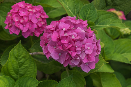 Hydrangea macrophylla. Flower design for gardens, parks. Spring landscape