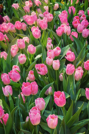 Field of exotic varieties of pink blooming tulips in the Netherlands. Sustainable floricultureの写真素材