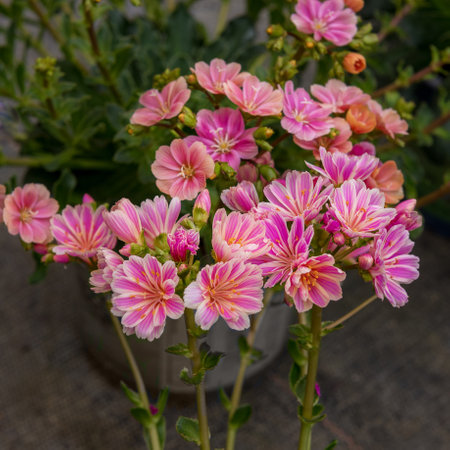 Lewisia cotyledon, Siskiyou lewisia and cliff maids. Ornamental plants for garden, park. Landscape design conceptの写真素材