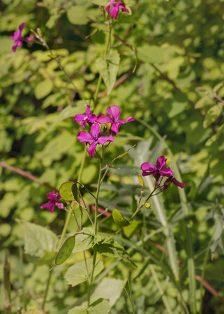 Lunaria annua, honesty, annual honesty Wildflowers Summer landscape