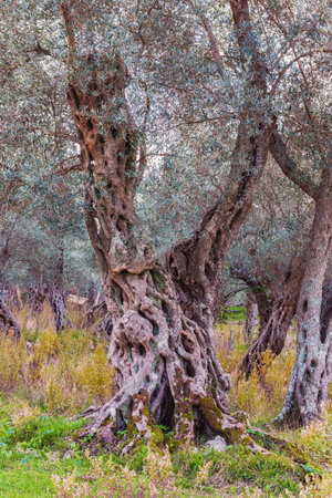 The olive, Olea Europaea in the Mediterranean region. Evergreen tree with the gray bark, gnarled. Sommer landscapeの写真素材