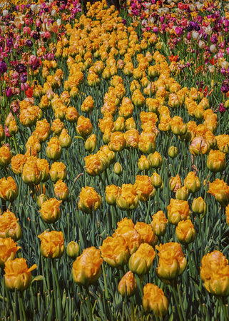 Field of exotic varieties of blooming yellow tulips in a park in Holland. Spring landscape. Flowers for gardens, parks, bouquets. Vertical photoの写真素材