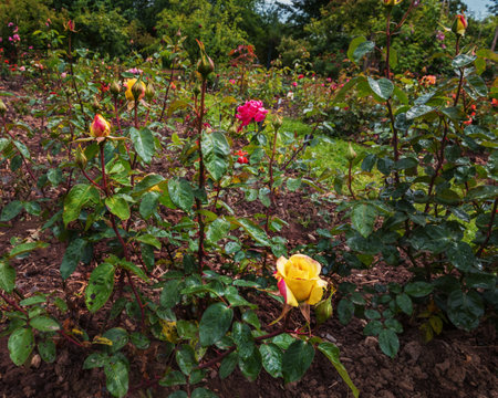 Yellow rose Golden Star. Exquisite varieties of roses in the rose garden. summer landscapeの写真素材