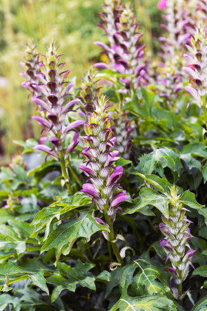 Acanthus hungaricus, is a herbaceous perennial plant, cultivated in many European and American gardens. Vertical photoの写真素材