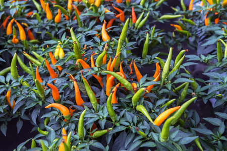 Decorative indoor pepper, Capsicum annuum. Ornamental varieties have colored fruit and foliageの写真素材