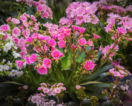 Lewisia cotyledon, Siskiyou lewisia, and cliff maids with lovely, open sprays of brightly colored, funnel-shaped flowers. Ornamental plants for the garden, park, the rock garden, or a retaining wallの写真素材