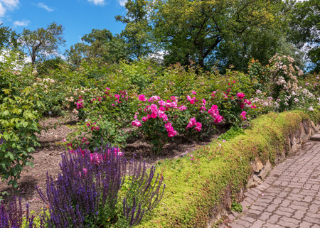 Exhibition areas are used to preserve and carefully care for historical and endangered rose varieties. Garden of exquisite varieties of roses in the park in Germany. summer landscapeの写真素材