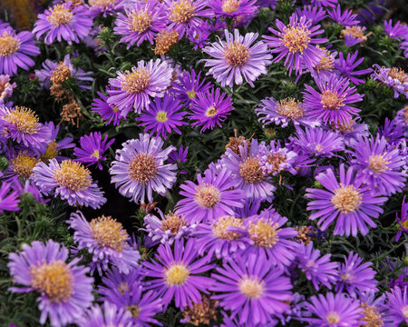 The large area of bloom of this autumn aster creates the impression of a colorful cushion in the garden. Flower background of autumn flowersの写真素材