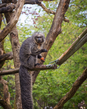 Brown woolly monkeys have long, strong prehensile tails with a thick pad on the end that helps these...