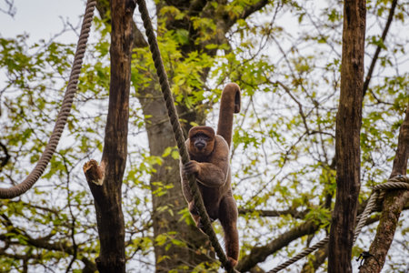 Brown woolly monkeys have long, strong prehensile tails with a thick pad on the endの写真素材
