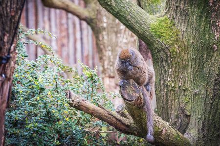 Alaotra bamboo lemurs are prosimians with pointed snout and wet nose, brown, woolly fur and scented...