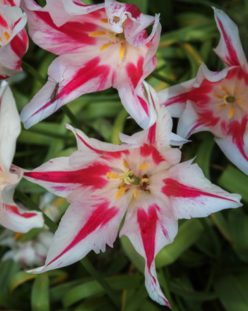 The tulip with attractive, magenta -white, pleasantly scented flowers. Vertical photoの写真素材