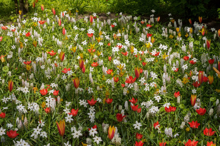 Field of exotic varieties of blooming flowers in a park in Holland. Ipheion, Iris, Muscari, Narcissus, Tulipa. Spring landscapeの写真素材