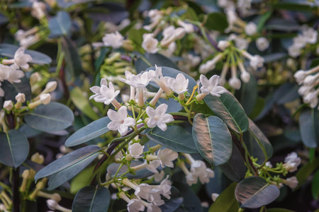Stephanotis floribunda, the Madagascar jasmine, waxflower, Hawaiian wedding flower, a twining, branched liana. Exotic flowers for gardens, parks, balconies, terraces roomsの写真素材