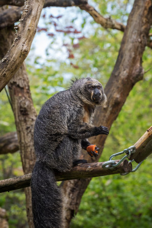 Brown woolly monkeys have long, strong prehensile tails with a thick pad on the end that helps these arboreal animals grip branches. Vertical photoの写真素材