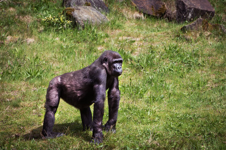 Gorillas are ground-dwelling great apes that inhabit the tropical forests of equatorial Africaの写真素材