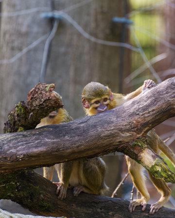 Gabon talapoin, the smallest monkeys in Africa