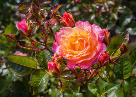 Dense bushy, upright growing shrub rose with double blooms Dekora. Exquisite varieties of roses in the rose garden. summer landscapeの写真素材
