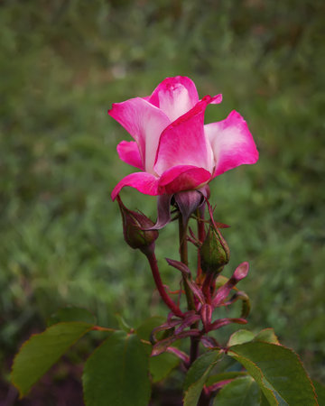 Exquisite varieties of roses in the rose garden. summer landscapeの写真素材